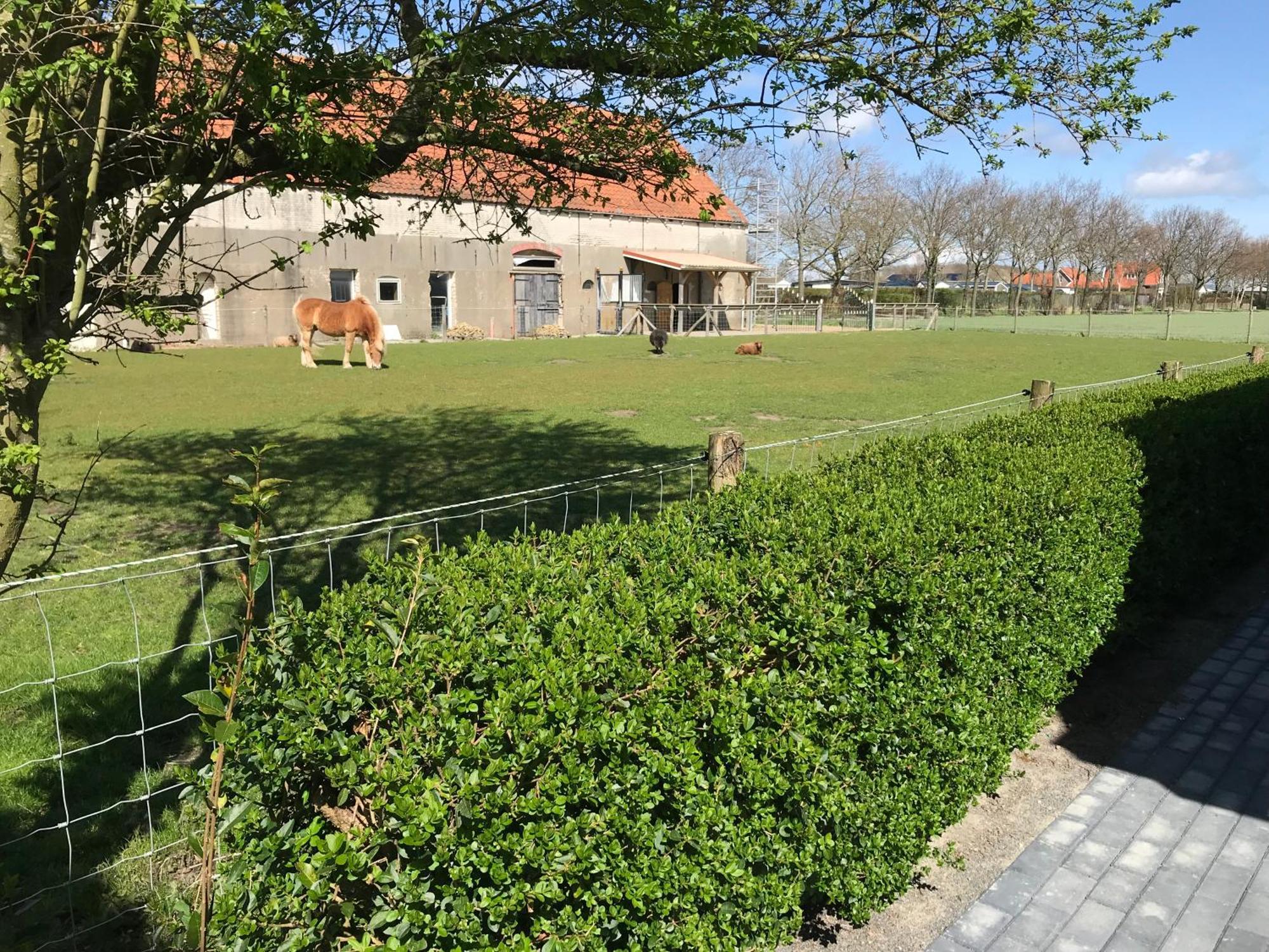 Vakantiewoningen De Schelp Renesse Exterior foto